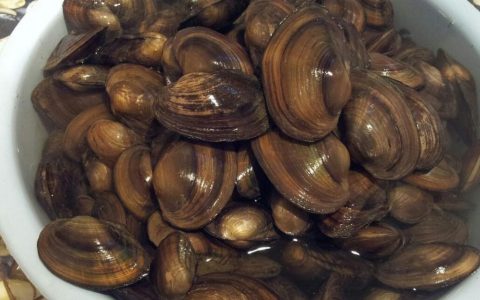 【图文】河蚌怎么做好吃又简单方便