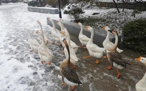 【图文】大鹅怎么炖才好吃