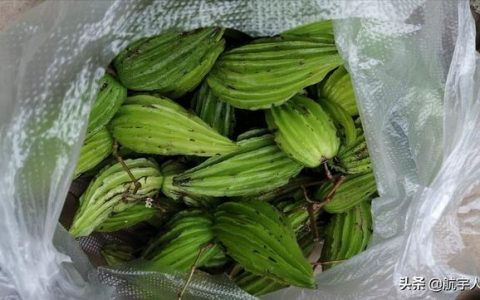 苦瓜怎么做下火效果最好（苦瓜怎么做才绿）