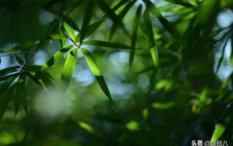 竹笋怎么吃（竹笋的做法）