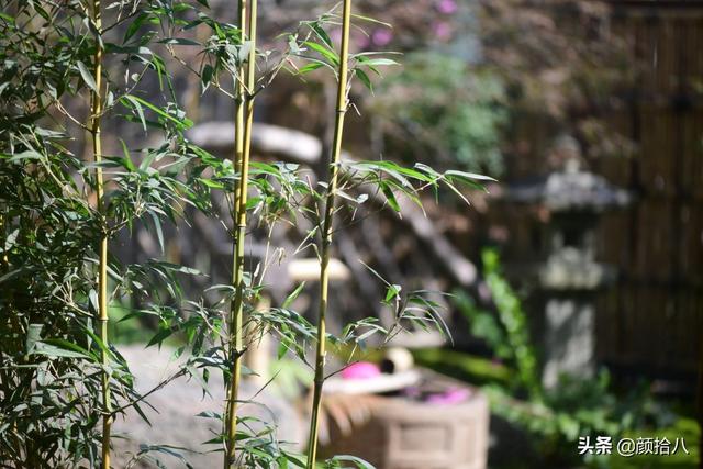 竹笋怎么吃（竹笋的做法）