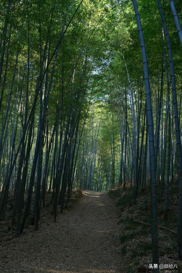 竹笋怎么吃（竹笋的做法）