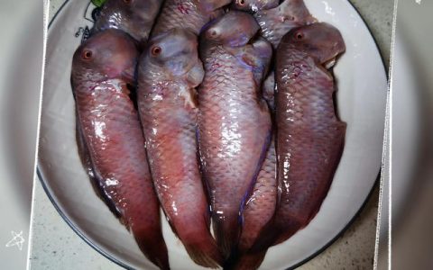 孜然鱿鱼的做法大全（鱿鱼的做法大全家常）