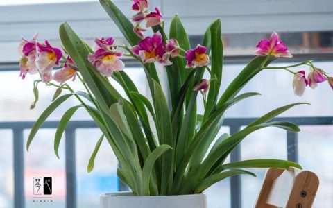 低卡减脂餐－酸奶水果捞