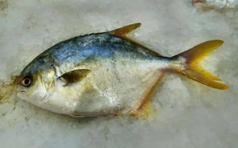 【图文】海鱼怎么做