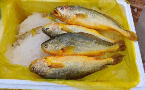 【图文】大黄鱼怎么做