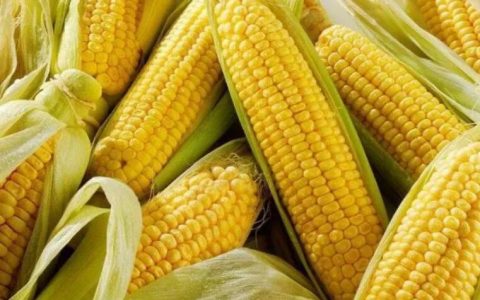 【图文】玉米怎么煮好吃