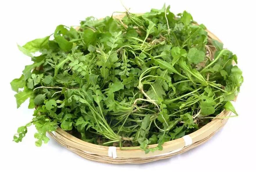 【图文】荠菜怎么做最好吃