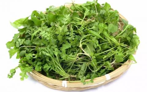 【图文】荠菜怎么做最好吃