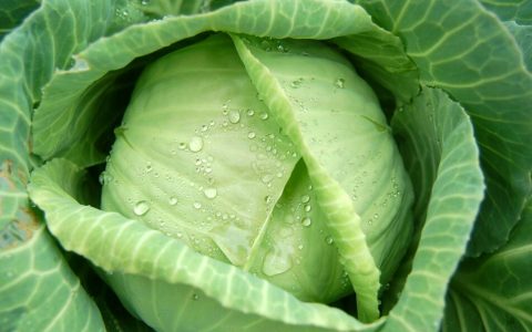 【图文】卷心菜怎么做好吃