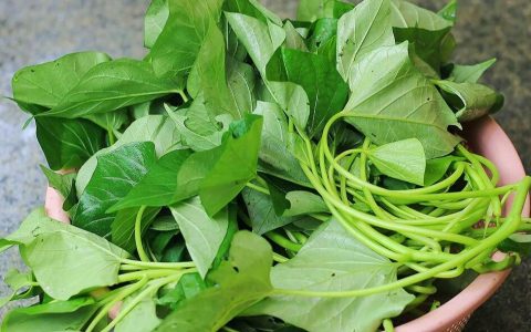 【图文】红薯叶怎么做好吃又简单