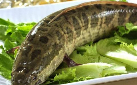 【图文】黑鱼怎么做好吃又简单