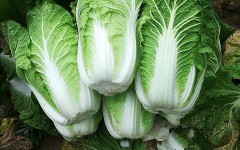 【图文】大白菜怎么做好吃又简单的做法