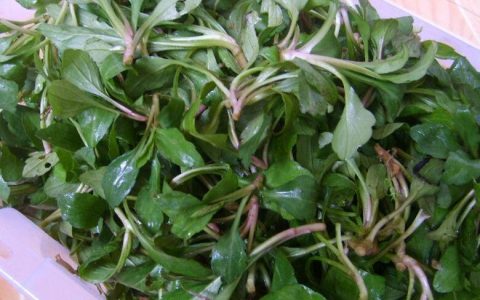 【图文】马兰头怎么做好吃又嫩