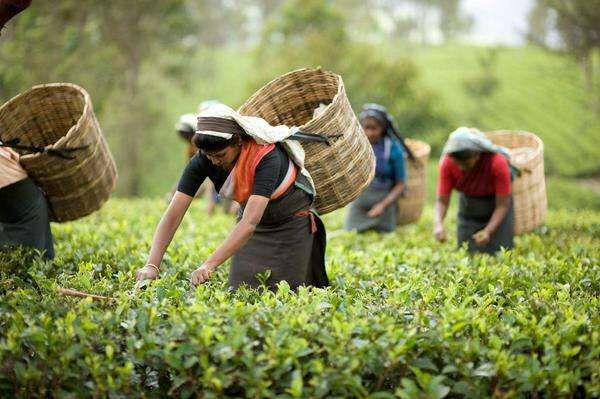 新加坡茶文化代表人物（新加坡茶文化代表是谁）