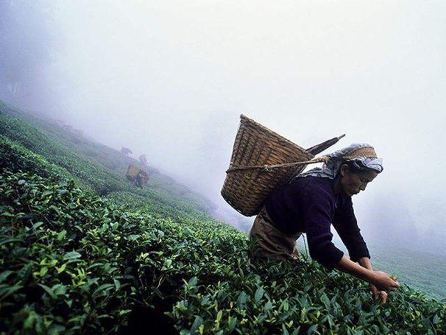 新加坡茶文化代表人物（新加坡茶文化代表是谁）