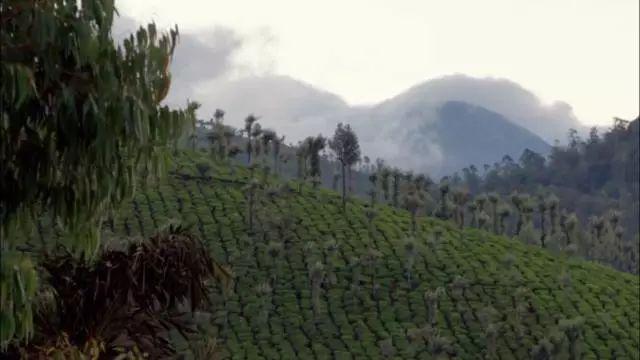 新加坡茶文化代表人物（新加坡茶文化代表是谁）