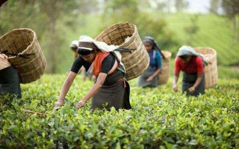 新加坡茶文化代表人物（新加坡茶文化代表是谁）