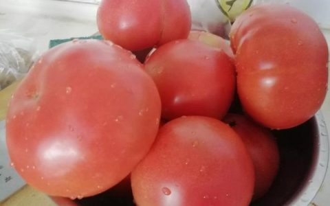 西红柿酱的做法与保存窍门（西红柿酱的做法与保存一年不坏）