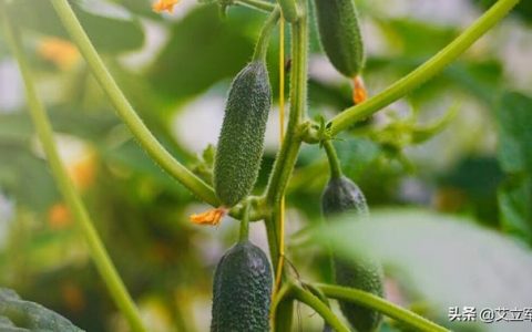 如何做黄瓜凉拌（凉拌黄瓜怎么做的视频）