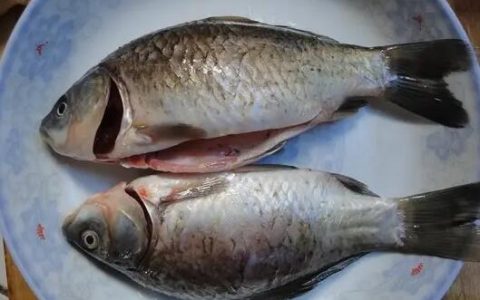 芙蓉鲫鱼是什么菜系（芙蓉鲫鱼是哪里的名菜）