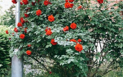 芝士蛋糕最简单做法（芝士蛋糕配方）