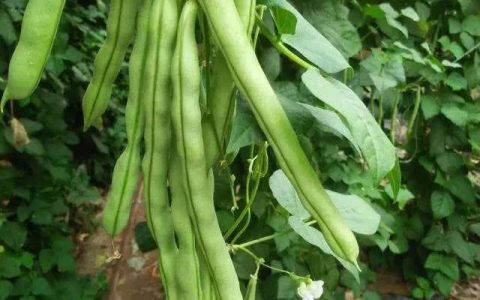 芸豆分（芸豆图片）