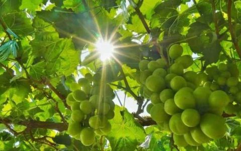 提子多少钱一斤_（提子上火吗）