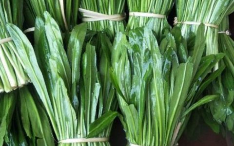 云南大香菜怎么做好吃（香菜怎么做好吃凉拌）