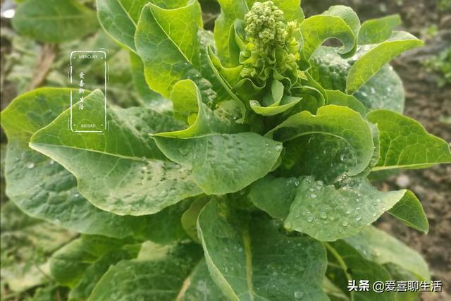 炒鸡蛋的做法步骤（炒鸡蛋的做法简单）