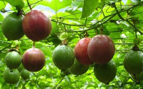 百香果能减肥吗？酸甜可口养颜