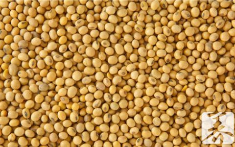 黄豆补什么