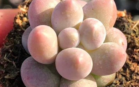 汤圆冷水煮还是热水煮几分钟（速冻汤圆冷水煮还是热水煮）