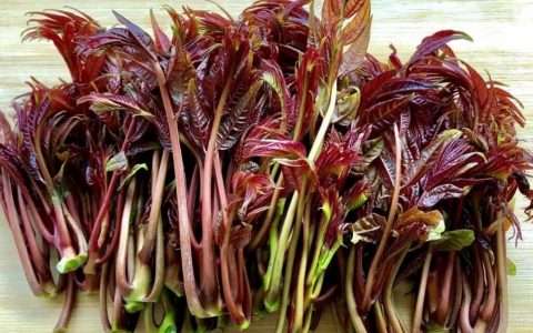 【图文】香椿怎么做好吃又简单